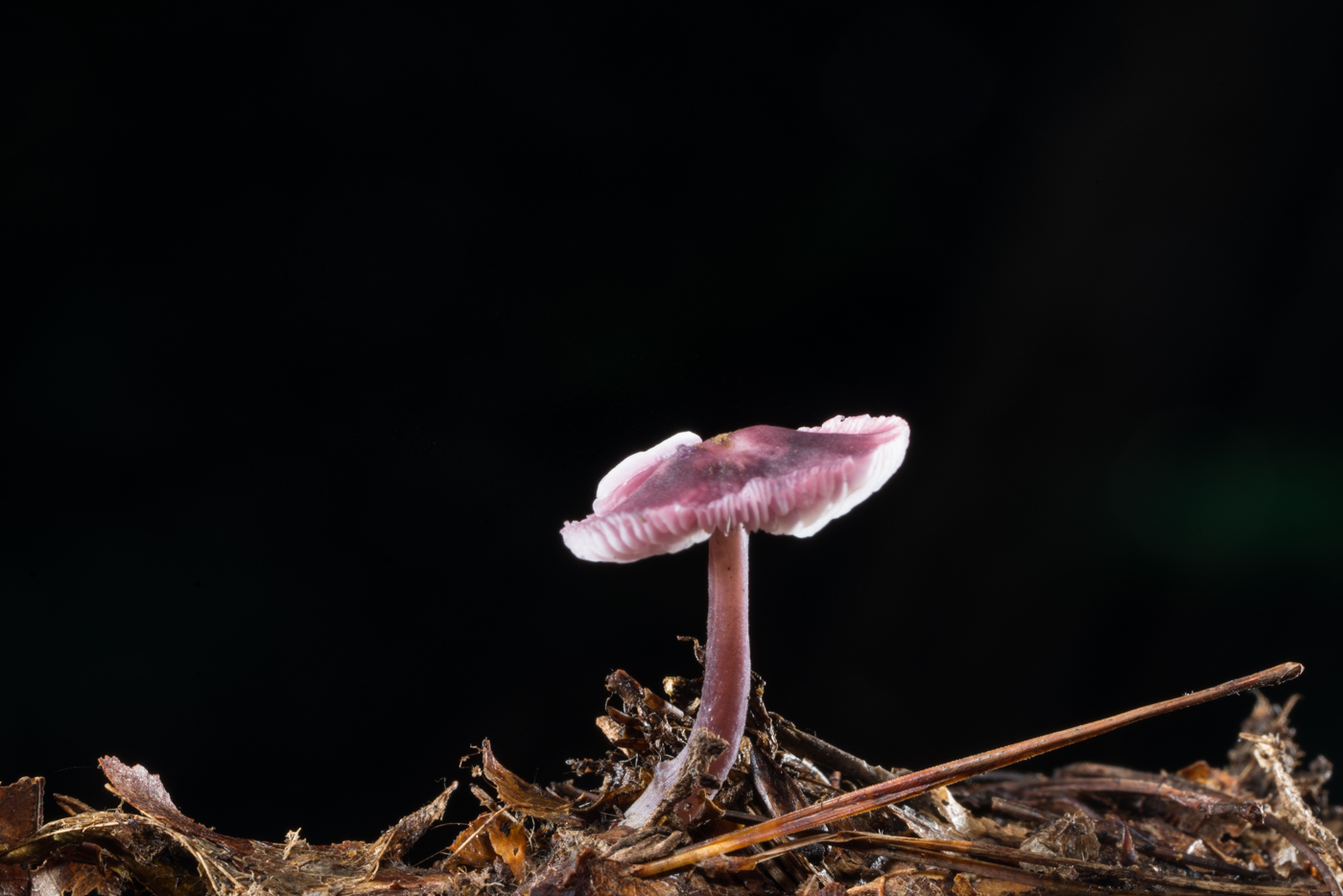 YDY05879.jpg