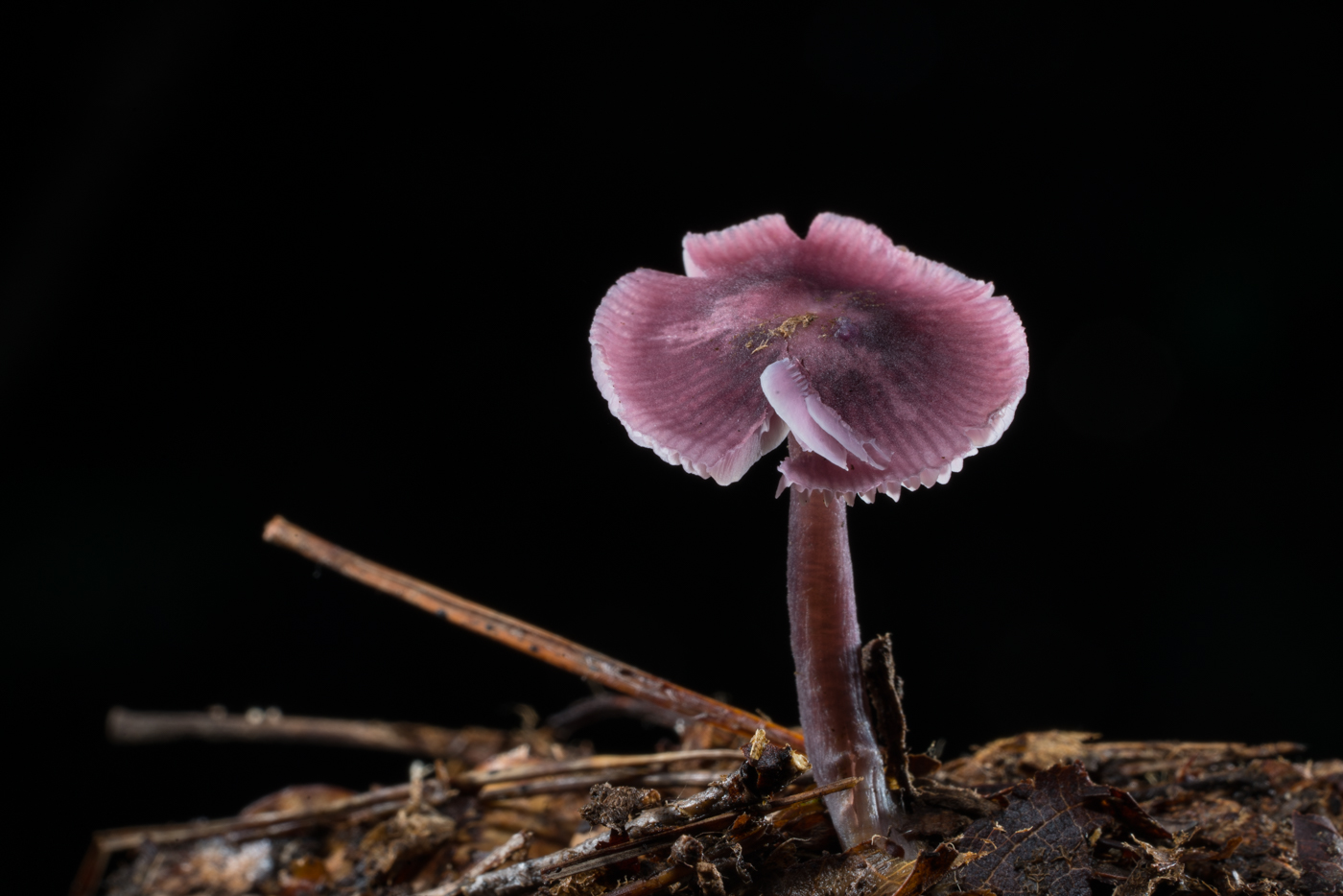 YDY05881.jpg