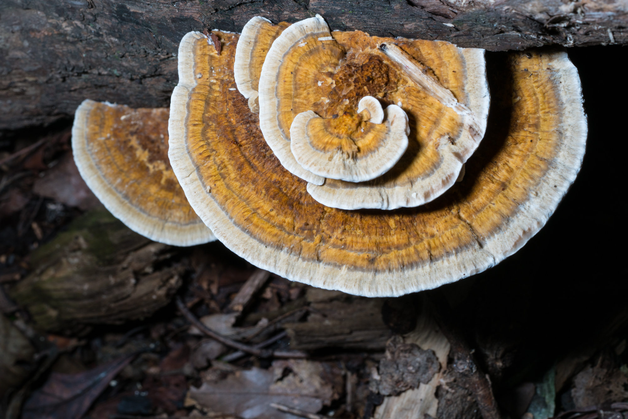 YDY06687.jpg