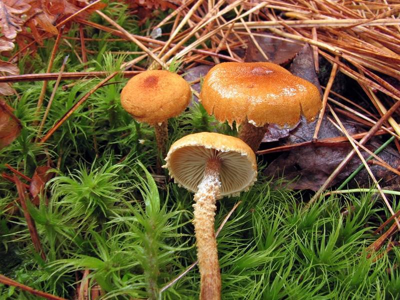 2010-10-24_Cystoderma_jasonis_(Cooke_&_Massee)_Harmaja_114220.jpg