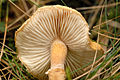 Cystoderma_spec._-_Lindsey_3b.jpg