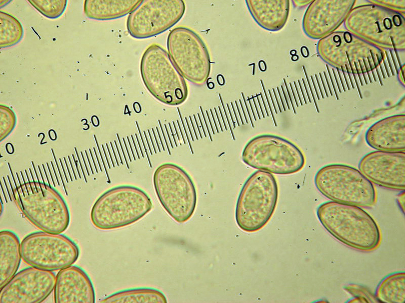 Volvopluteus_gloiocephalus_78698.jpg