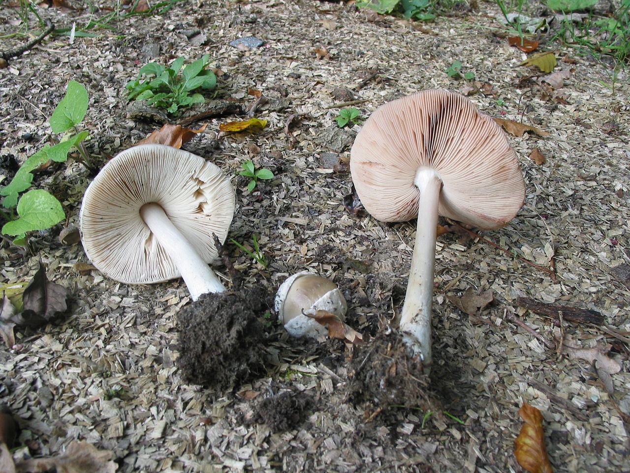 1280px-Volvaria_gloiocephala_JPG4.jpg