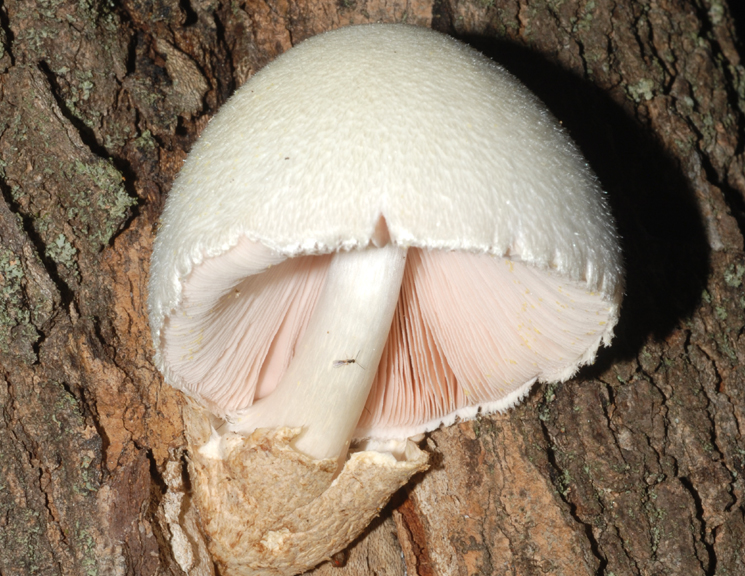 Volvariella_bombycina_mo12218.jpg
