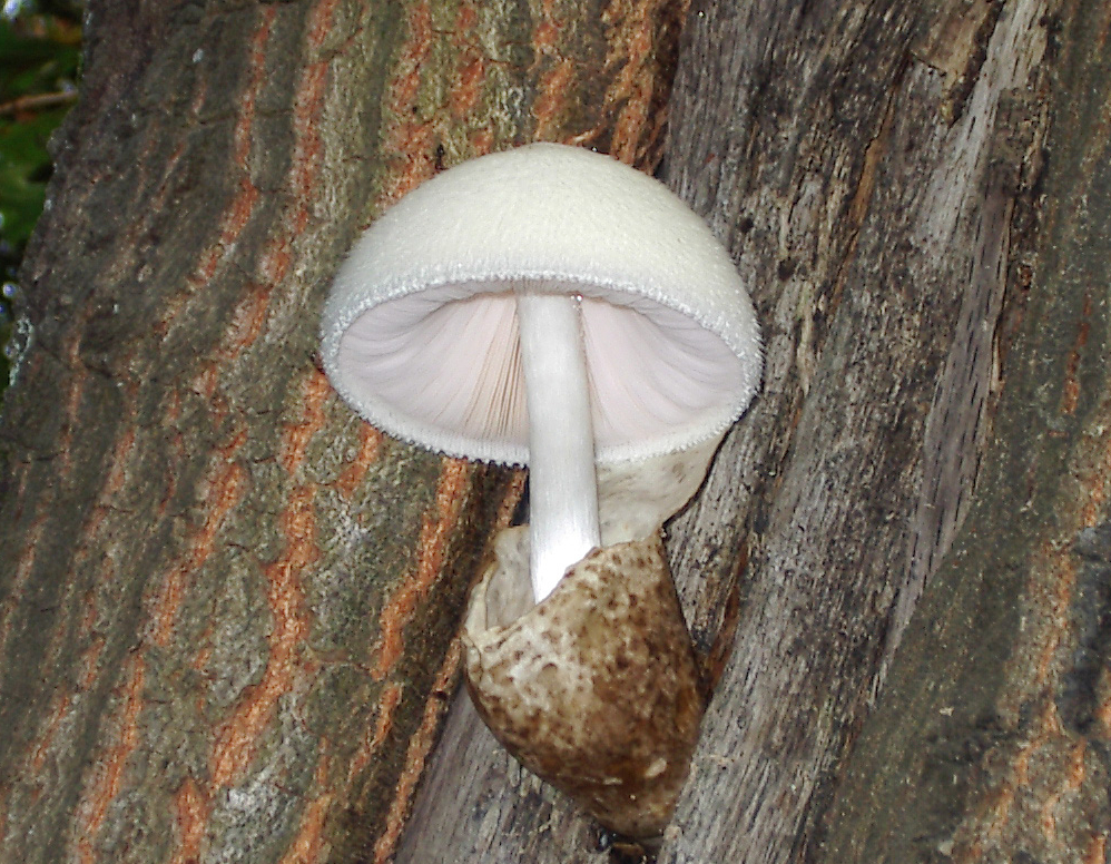 Volvariella_bombycina-2.jpg
