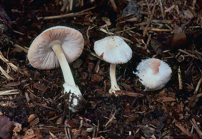 Volvariella pusilla 1 Michael Beug.jpg