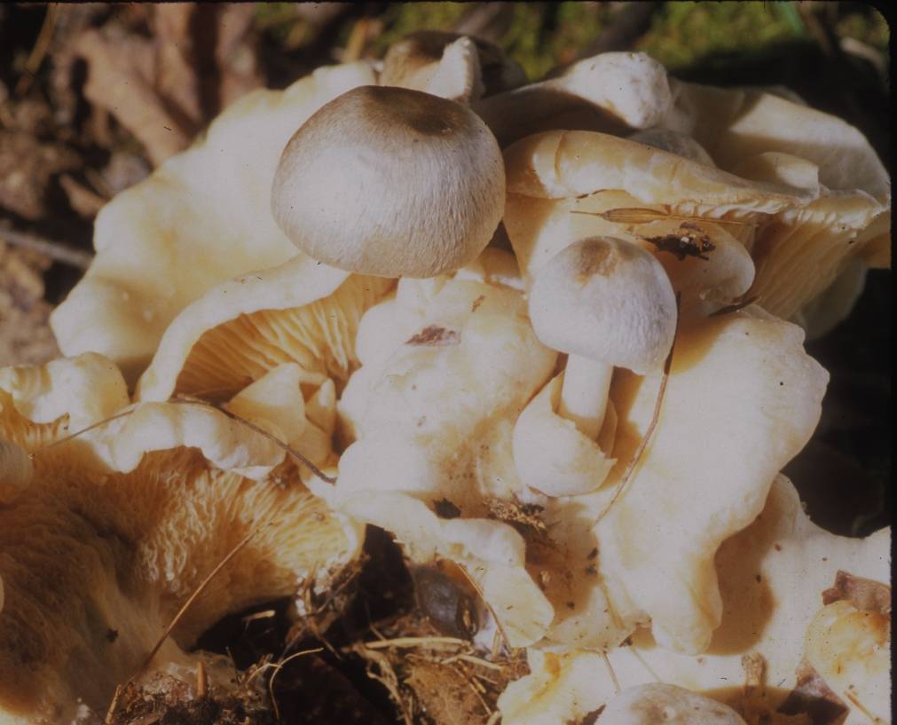 Volvariella_surrecta_178609.jpg
