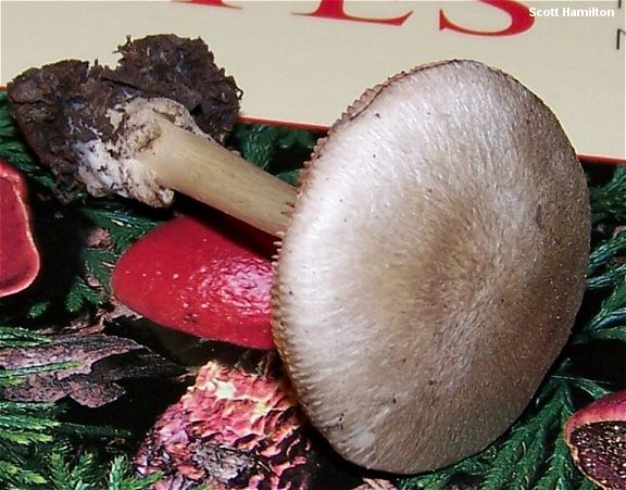 hamilton_volvariella_taylori_01.jpg