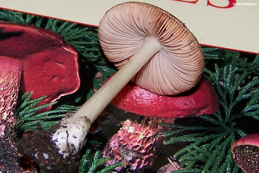 hamilton_volvariella_taylori_02.jpg
