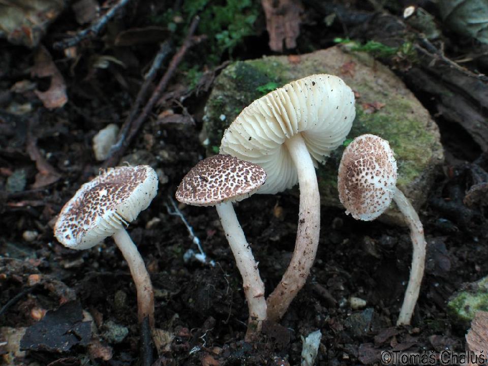 0069-2011-0000-0196p.jpg