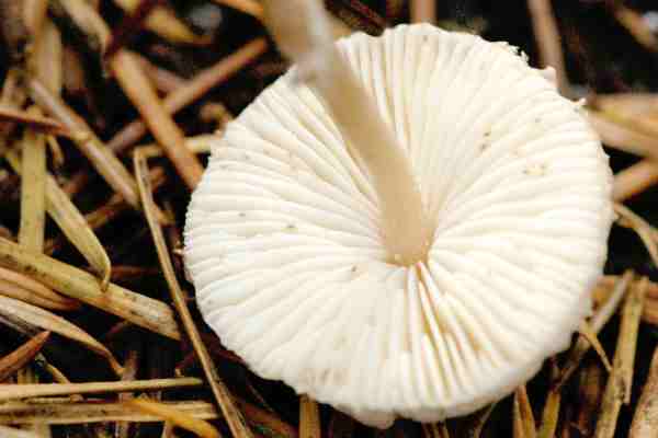 Lepiota.tomentella2.jpg
