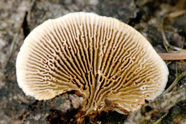 Gloeophyllum.abietinum2.jpg