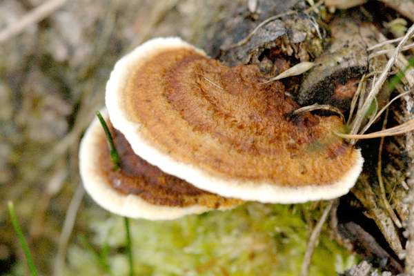 Gloeophyllum.abietinum.jpg