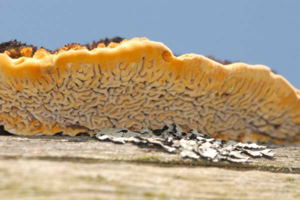 Gloeophyllum.trabeum2.jpg