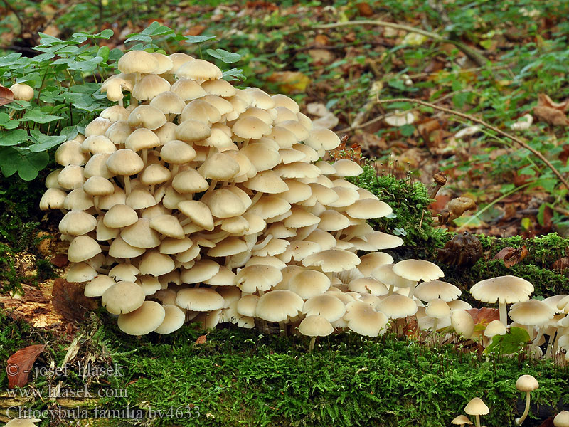 clitocybula_familia_bv4633.jpg