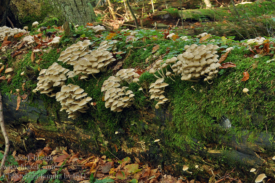 clitocybula_familia_bv4641.jpg
