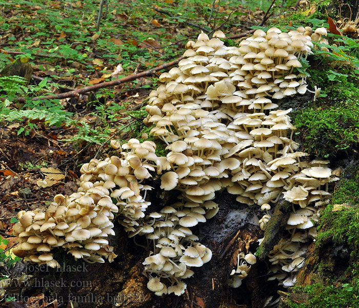 clitocybula_familia_bp0520.jpg