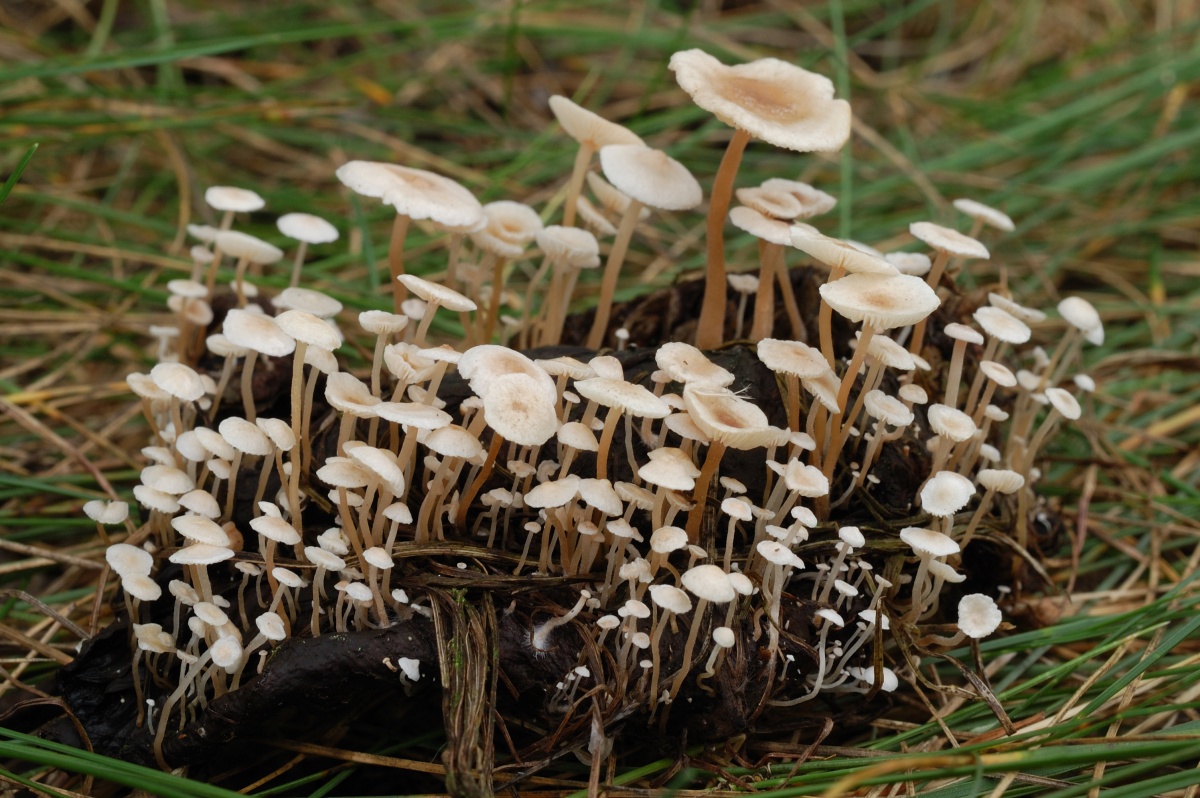 Collybia_cirrhata_DAY_24_Sep_2012.jpg