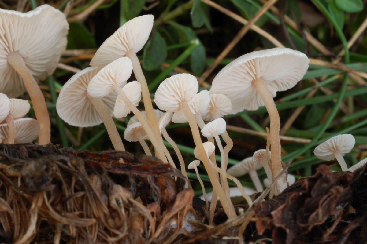 Collybia_cirrhata_DAY_24_Sep_2012_3.jpg