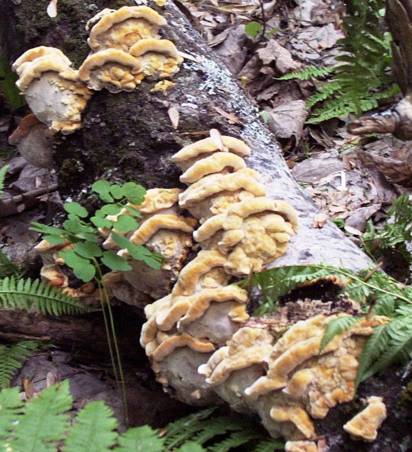 Inonotus_cuticularis_14601.jpg