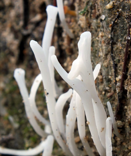 c_acuta_002.jpg