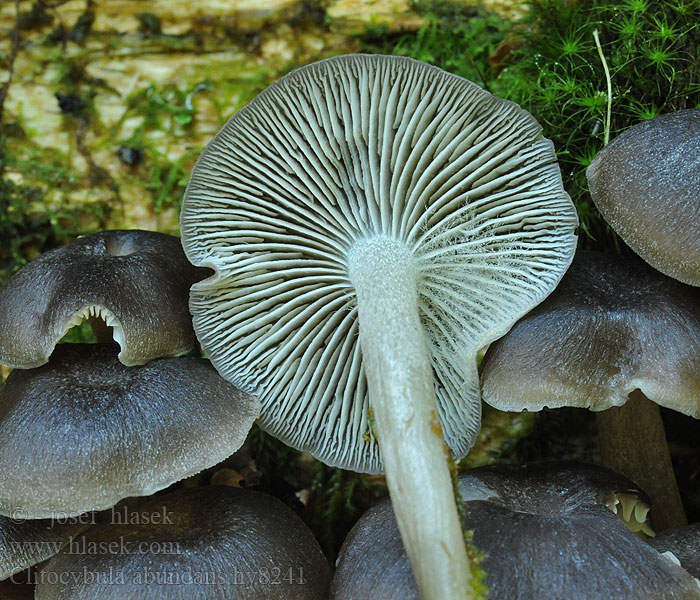 clitocybula_abundans_hy8241.jpg