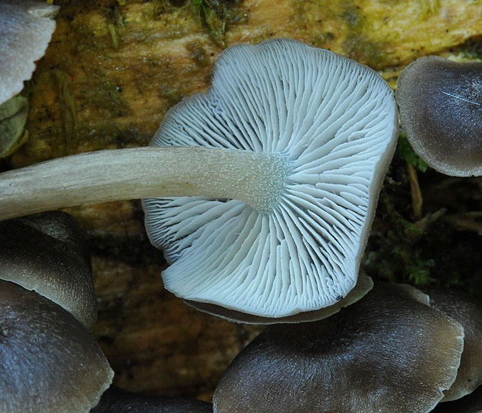 clitocybula_abundans_hy8235.jpg