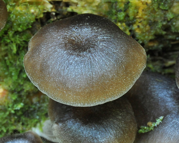clitocybula_abundans_hy8244.jpg
