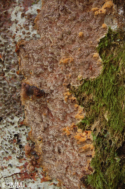 Inonotus hastifer 3.JPG