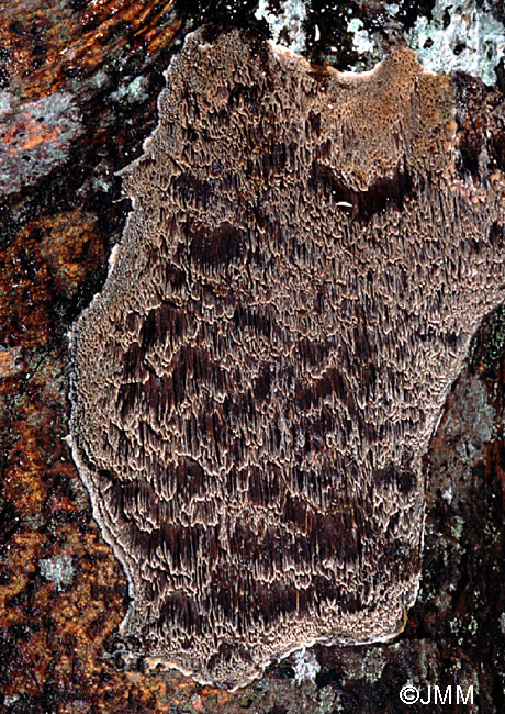 Inonotus hastifer.JPG