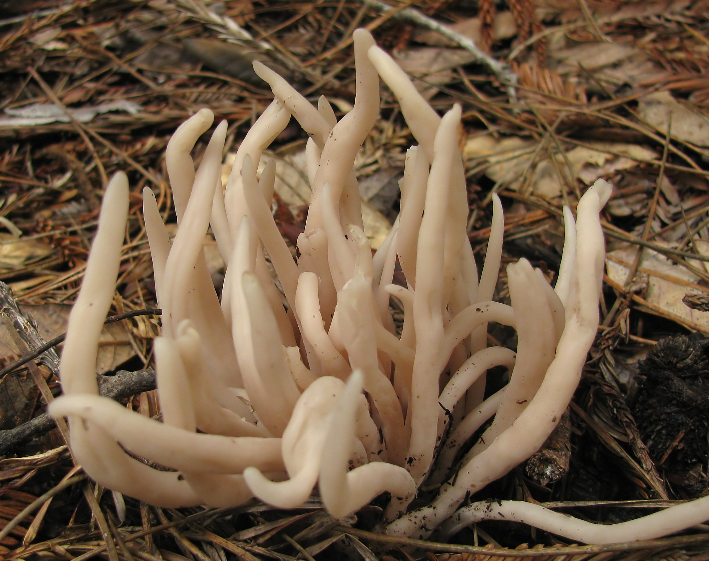 Clavaria_fumosa_77364_cropped.jpg