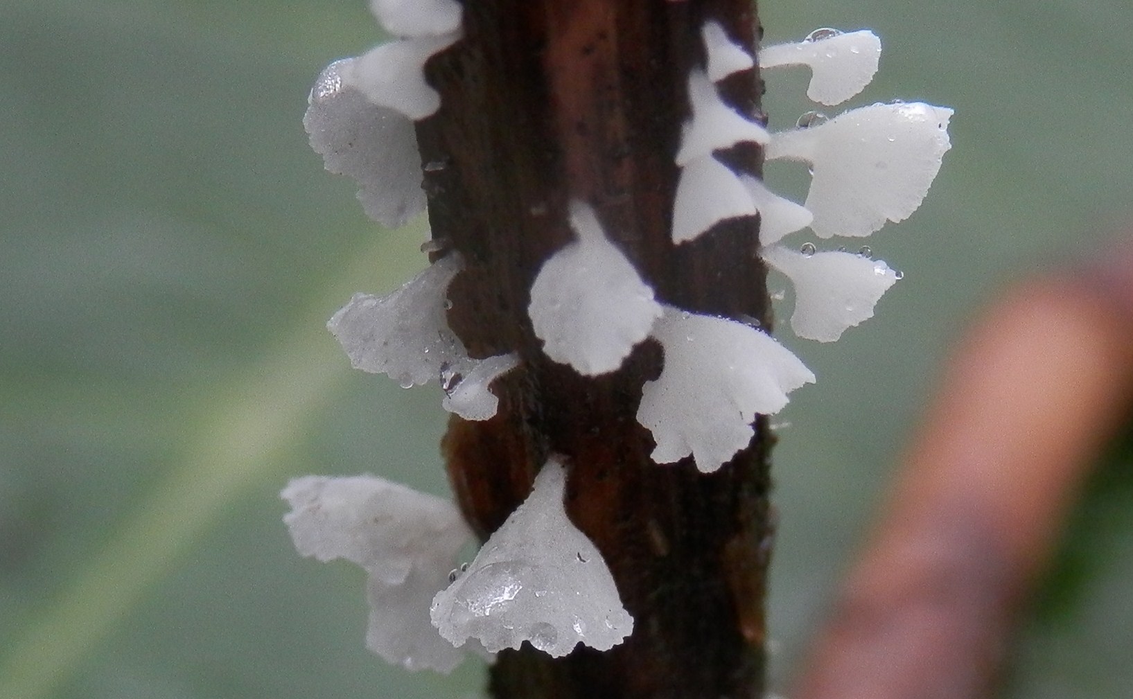 La-Cyphelle-en-vase-3.jpg