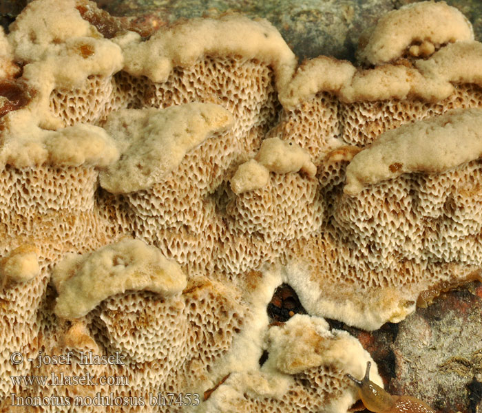 inonotus_nodulosus_bh7453 (1).jpg