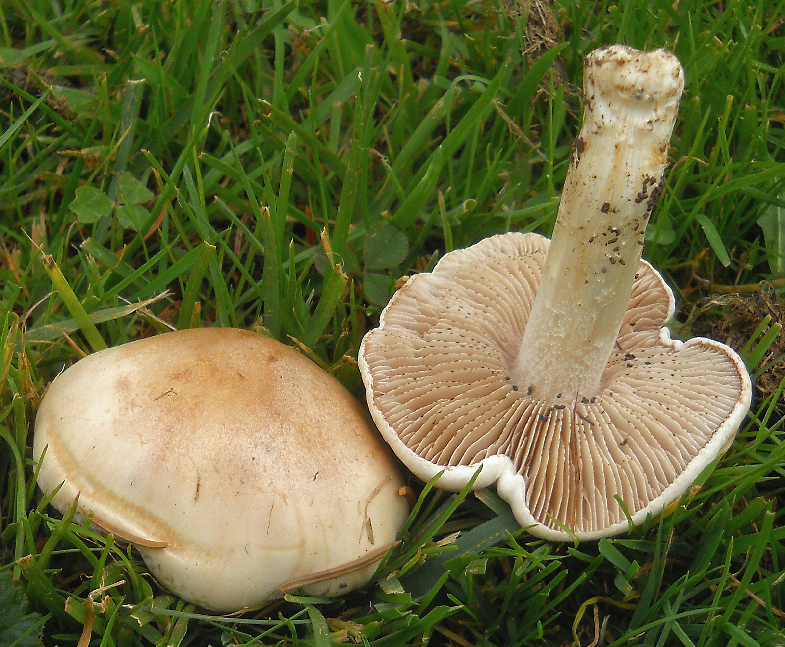 2012-10-16_Hebeloma_crustuliniforme_(Bull.)_Qu?l_272561_crop.jpg