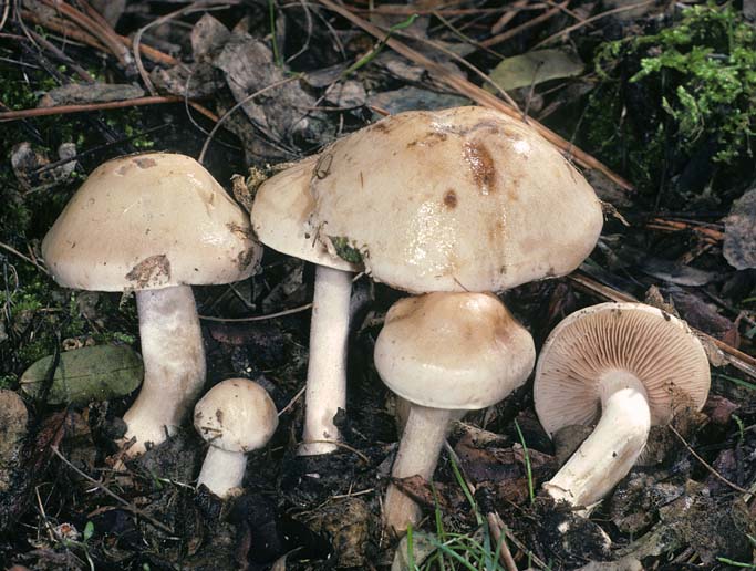 Hebeloma crustuliniforme 2 Kit Scates Barnhart.jpg