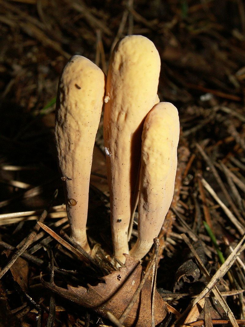 800px-Clavariadelphus_ligula_060922b.jpg