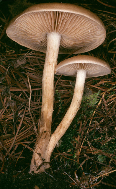 Hebeloma_mesophaeum,I_MWS21666.jpg