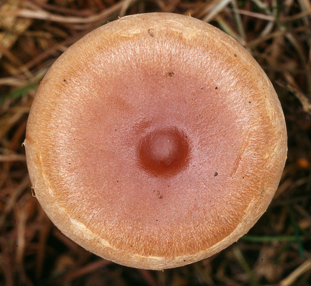 Hebeloma_mesophaeum,I_MWS21662.jpg
