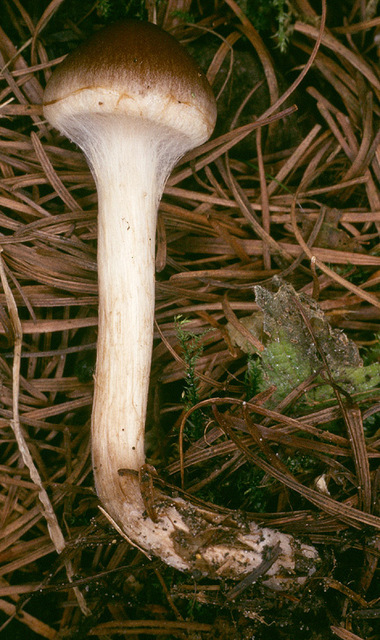 Hebeloma_mesophaeum,I_MWS21667.jpg
