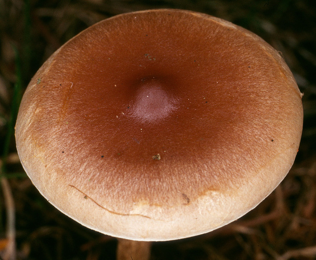 Hebeloma_mesophaeum,I_MWS21663.jpg