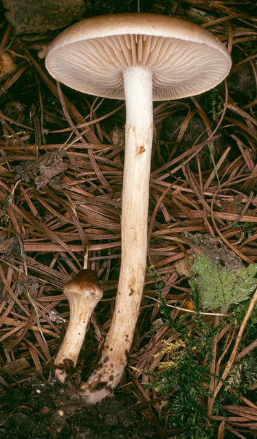 Hebeloma_mesophaeum,I_MWS21664.jpg
