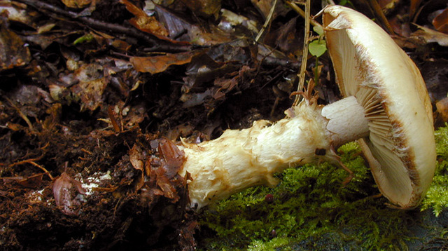 Hebeloma_radicosum,I_MWS29870.jpg