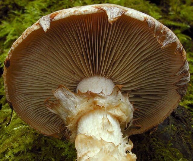 Hebeloma_radicosum,I_MWS29869.jpg