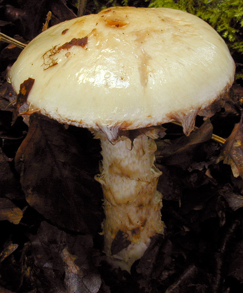 Hebeloma_radicosum,I_MWS29868.jpg
