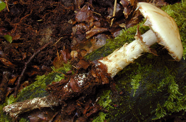 Hebeloma_radicosum,I_MWS29871.jpg