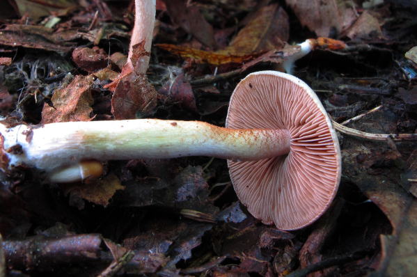 D-akahidawakahusatake2.jpg