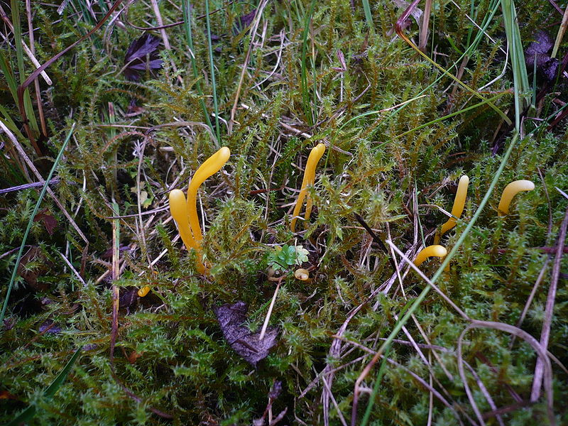 800px-Clavulinopsis_helvola.jpg