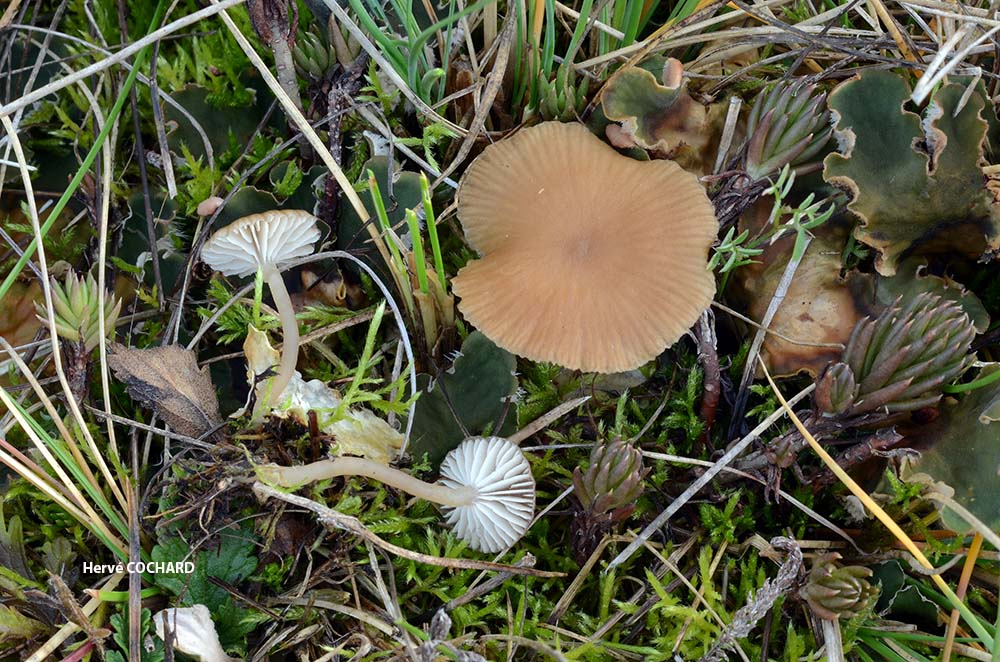 Gamundia_striatula_Auvergne_2.jpg