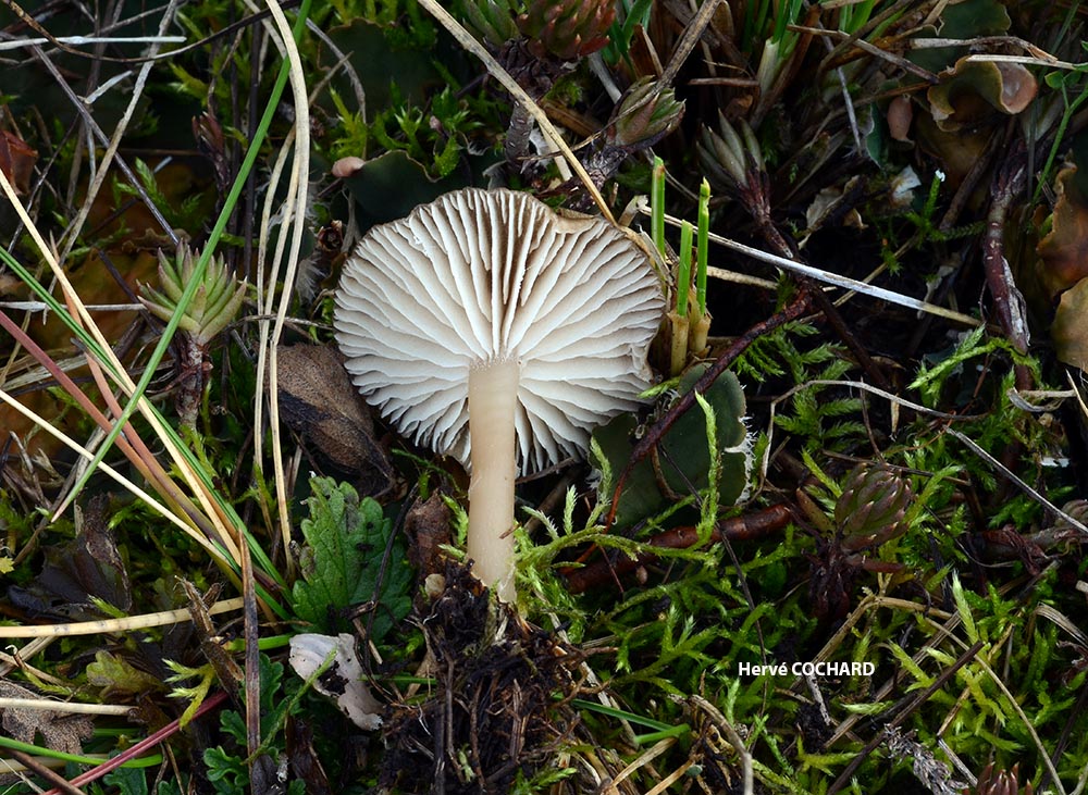 Gamundia_striatula__Auvergne_3.jpg