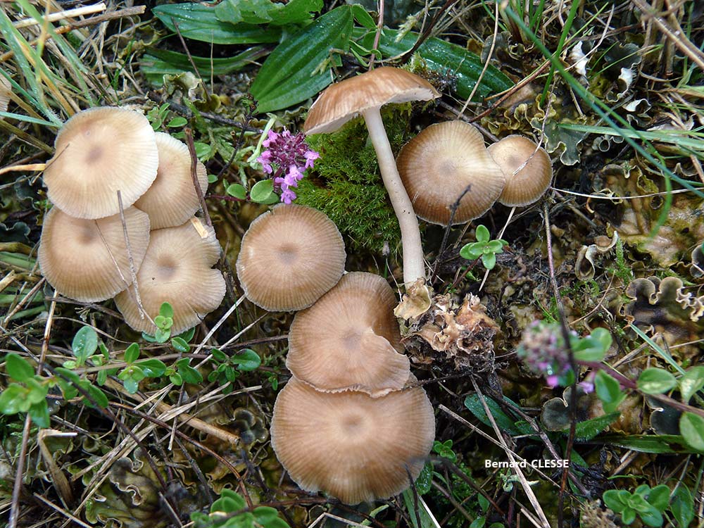 Gamundia_striatula_Rocroi_BC_S1.jpg